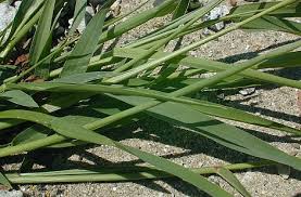 Attēlu rezultāti vaicājumam “Setaria viridis fruit”