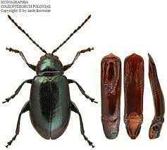 Attēlu rezultāti vaicājumam “Alticinae”