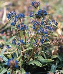 Attēlu rezultāti vaicājumam “Gentiana cruciata flower”