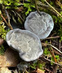 Attēlu rezultāti vaicājumam “Phellodon niger”