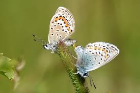 Attēlu rezultāti vaicājumam “Plebejus argus”