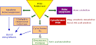 CYTOCHROME P450 REDUCTASE