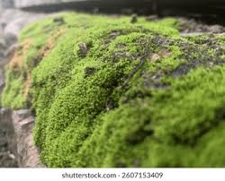 Attēlu rezultāti vaicājumam “Leucobryum glaucum”