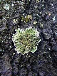 Attēlu rezultāti vaicājumam “Physconia enteroxantha”