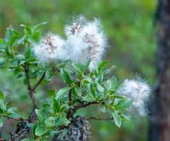 Attēlu rezultāti vaicājumam “Salix myrsinifolia male flower”