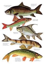 Image result for Minytrema melanops