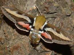 Attēlu rezultāti vaicājumam “Hyles gallii”