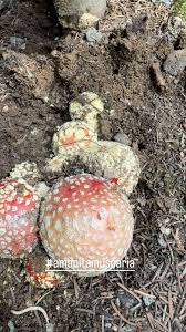 Attēlu rezultāti vaicājumam “Neckera complanata sporophyte”