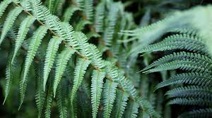 Attēlu rezultāti vaicājumam “Dryopteris affinis”