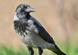 Attēlu rezultāti vaicājumam “Corvus cornix adult”