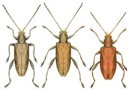 Attēlu rezultāti vaicājumam “Donacia clavipes”