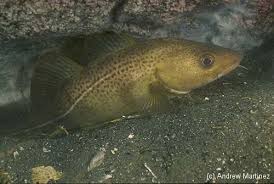 Image result for Microgadus tomcod