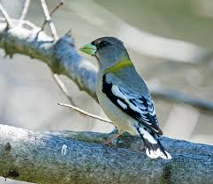 Image result for Hesperiphona vespertina