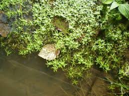 Attēlu rezultāti vaicājumam “Callitriche cophocarpa leaf”