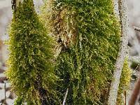 Attēlu rezultāti vaicājumam “Hygroamblystegium tenax”