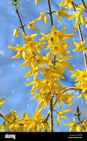 Attēlu rezultāti vaicājumam “Forsythia suspensa”