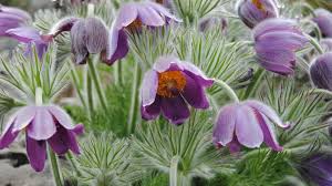 Image result for Kuhschelle