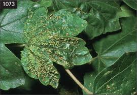 Attēlu rezultāti vaicājumam “Eriophyes padi”