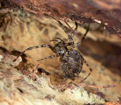 Attēlu rezultāti vaicājumam “Metellina merianae”