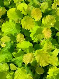 Attēlu rezultāti vaicājumam “Corylus colurna”