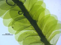 Attēlu rezultāti vaicājumam “Homalia trichomanoides”