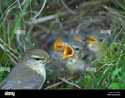 Attēlu rezultāti vaicājumam “Phylloscopus trochilus nest”