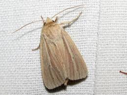 Attēlu rezultāti vaicājumam “Mythimna impura”