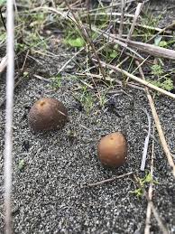 Attēlu rezultāti vaicājumam “Peziza ammophila”