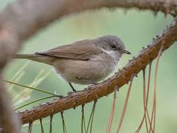 Attēlu rezultāti vaicājumam “Sylvia curruca adult”