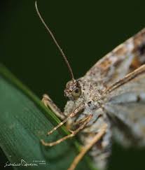 Attēlu rezultāti vaicājumam “Epirrhoe tristata imago”