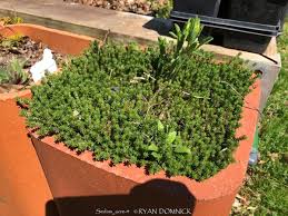 Attēlu rezultāti vaicājumam “Sedum acre fruit”