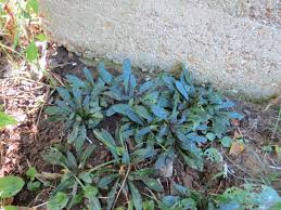 Attēlu rezultāti vaicājumam “Ajuga reptans bud”