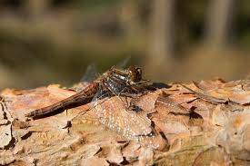 Attēlu rezultāti vaicājumam “Sympetrum vulgatum female”