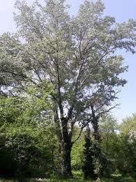 Attēlu rezultāti vaicājumam “Populus”