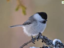 Attēlu rezultāti vaicājumam “Poecile montanus”