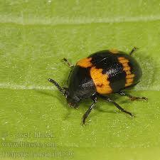 Attēlu rezultāti vaicājumam “Diaperis boleti”