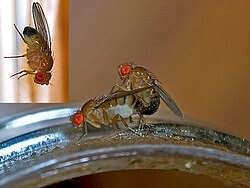 Attēlu rezultāti vaicājumam “Drosophila melanogaster”