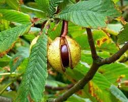 Attēlu rezultāti vaicājumam “Aesculus hippocastanum”