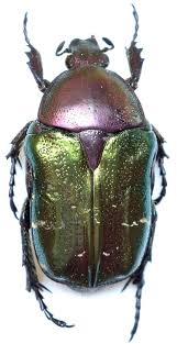 Attēlu rezultāti vaicājumam “Cetonia aurata”