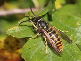 Attēlu rezultāti vaicājumam “Dolichovespula media”