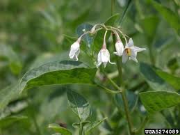 Attēlu rezultāti vaicājumam “Solanum dulcamara flower”