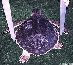 Image result for Lepidochelys kempii