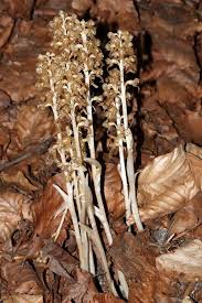 Attēlu rezultāti vaicājumam “Neottia nidus-avis”