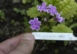 Attēlu rezultāti vaicājumam “Primula farinosa bud”