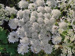 Attēlu rezultāti vaicājumam “Heracleum sosnowskyi flower”