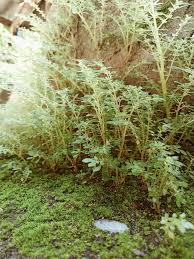 Attēlu rezultāti vaicājumam “Brachythecium albicans sporophyte”