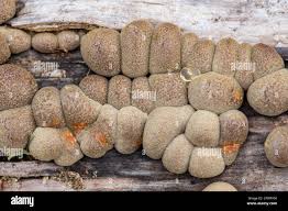 Attēlu rezultāti vaicājumam “Lycogala irregulare young”