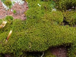 Attēlu rezultāti vaicājumam “Didymodon fallax var. brevifolius”