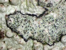 Attēlu rezultāti vaicājumam “Arthonia byssacea”