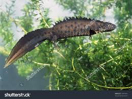 Attēlu rezultāti vaicājumam “Triturus cristatus”